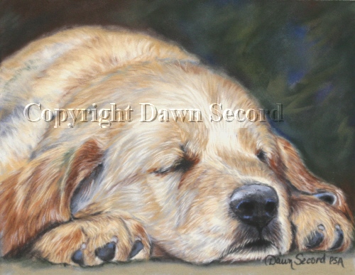 golden retriever puppies sleeping. Sleeping Golden Retriever Pup