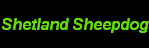 Shih Tzu Gallery